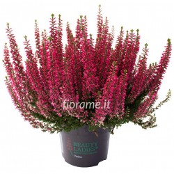 Calluna red