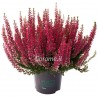 Calluna red