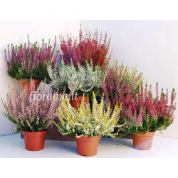 Calluna various colors