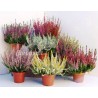 Calluna various colors