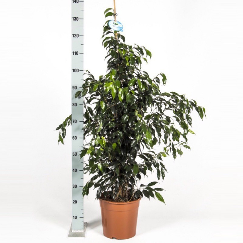 FICUS BENJAMINA DANIELLE - info