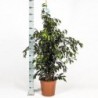 FICUS BENJAMINA DANIELLE - info