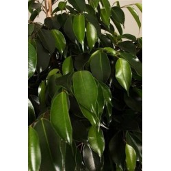 FICUS BENJAMINA DANIELLE - info