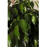 FICUS BENJAMINA DANIELLE - info