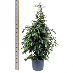 FICUS BENJAMINA DANIELLE - info