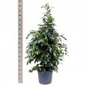 FICUS BENJAMINA DANIELLE - info