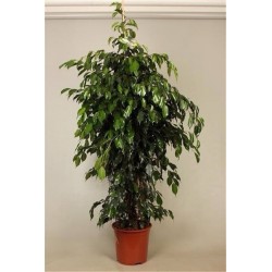 FICUS BENJAMINA DANIELLE - info