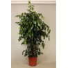 FICUS BENJAMINA DANIELLE - info
