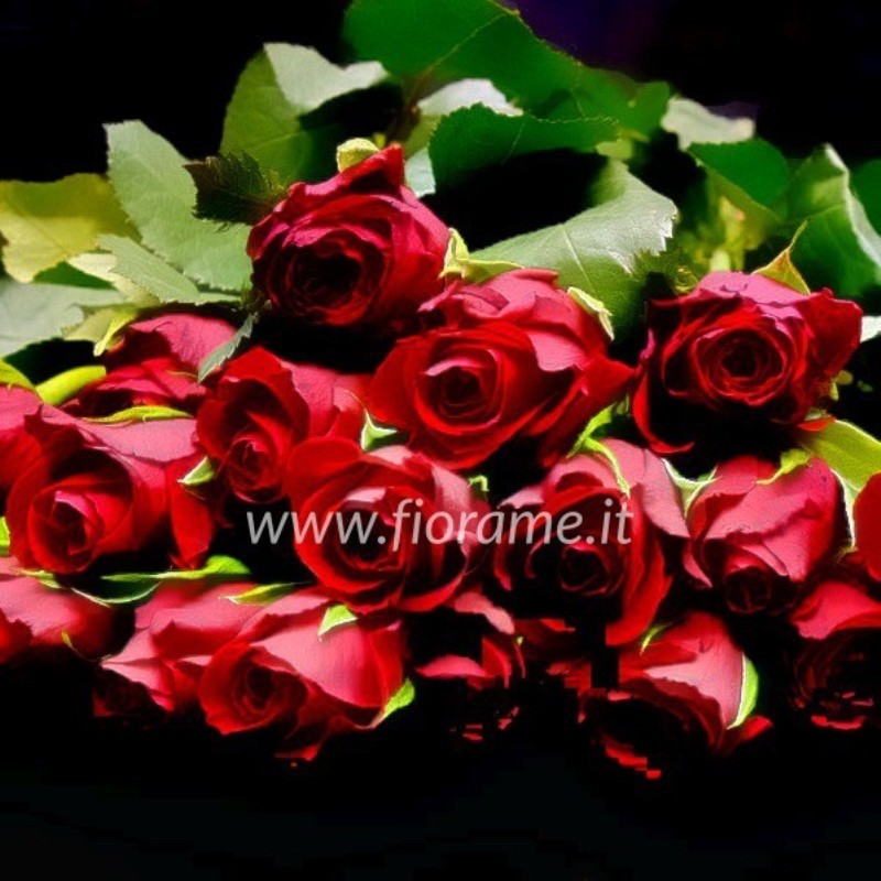 ROSE ROSSE MEDIE A NUMERO