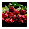 ROSE ROSSE CORTE A NUMERO