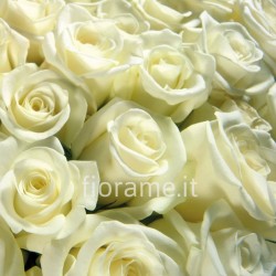ROSES WHITE LONG IN NUMBER