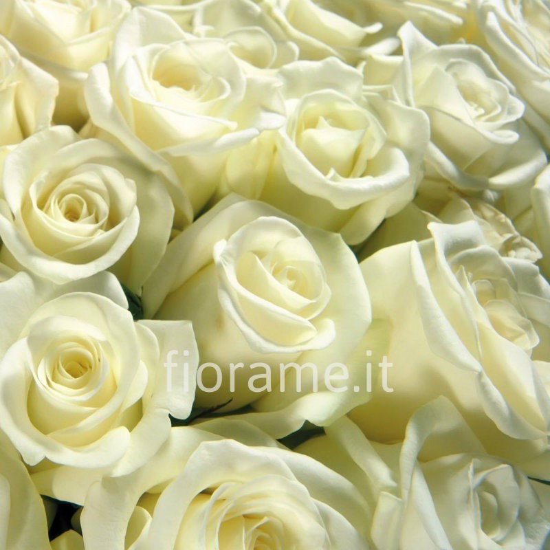 ROSE BIANCHE MEDIE A NUMERO
