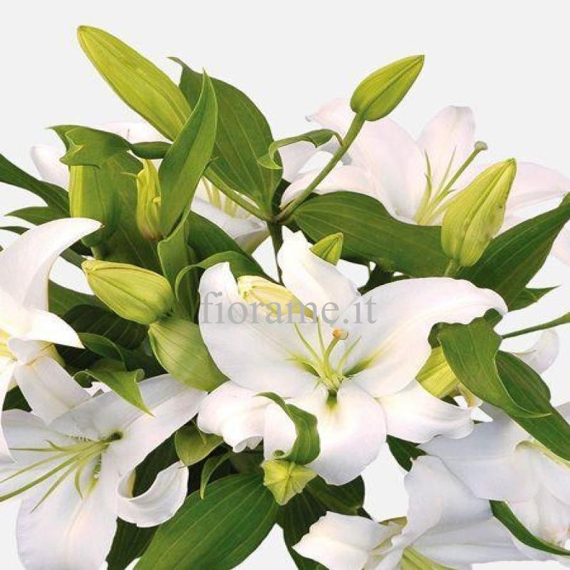LILIUM WHITE IN NUMBER