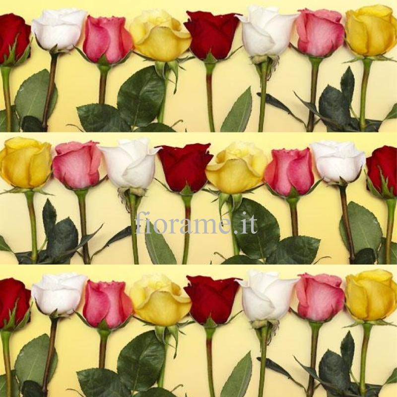 ROSE MISTE MEDIE A NUMERO