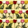 ROSE MISTE MEDIE A NUMERO