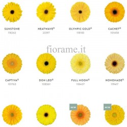 GERBERE GIALLE A NUMERO