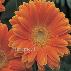 GERBERE ARANCIO A NUMERO