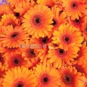 GERBERE ARANCIO A NUMERO