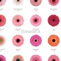 GERBERE ROSA A NUMERO