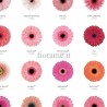 GERBERE ROSA A NUMERO