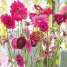 GERBERE ROSA A NUMERO