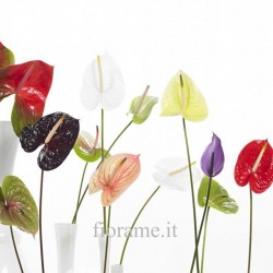 ANTHURIUM ROSSO A NUMERO