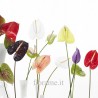 ANTHURIUM ROSSO A NUMERO