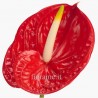 ANTHURIUM ROSSO A NUMERO