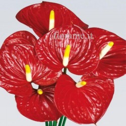 ANTHURIUM ROSSO A NUMERO