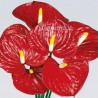 ANTHURIUM ROSSO A NUMERO