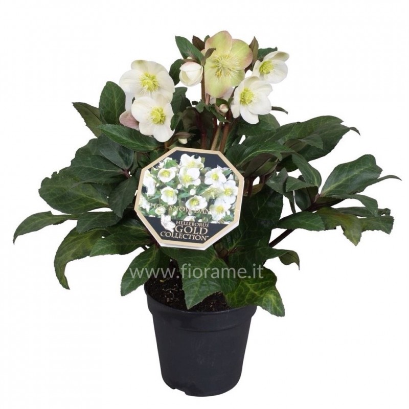HELLEBORUS HELLEBORUS