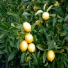 LIMONE CITRUS LIMON - pianta generica