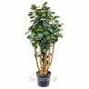 POLYSCIAS FABIAN - info