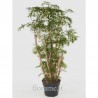 POLYSCIAS FRUTICOSA - info