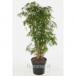 POLYSCIAS FRUTICOSA - info