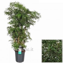 POLYSCIAS FRUTICOSA - info