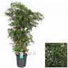 POLYSCIAS FRUTICOSA - info