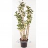 POLYSCIAS SCUTELLARIA - info