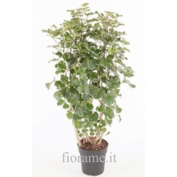 POLYSCIAS SCUTELLARIA - info