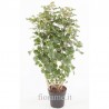 POLYSCIAS SCUTELLARIA - info