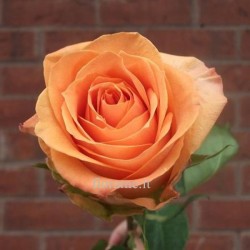 ROSE ARANCIO MEDIE A NUMERO