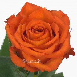 ROSE ARANCIO MEDIE A NUMERO