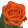 ROSE ARANCIO MEDIE A NUMERO