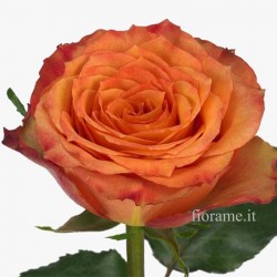 ROSE ARANCIO MEDIE A NUMERO