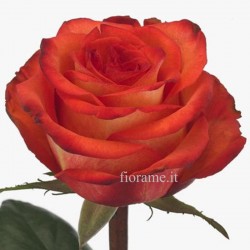 ROSE ARANCIO MEDIE A NUMERO