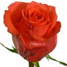 ROSE ARANCIO MEDIE A NUMERO