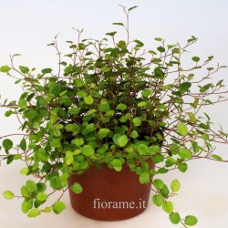 MUEHLENBECKIA COMPLEXA - Info