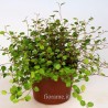 MUEHLENBECKIA COMPLEXA - Info