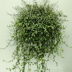 MUEHLENBECKIA COMPLEXA - Info