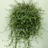 MUEHLENBECKIA COMPLEXA - Info